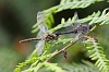 J01_0064 mating Black Darters